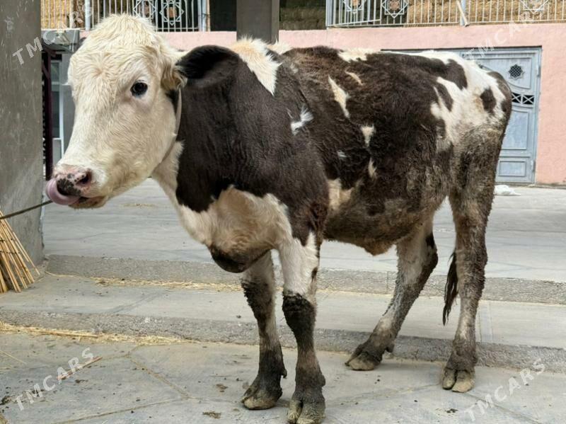 sygyr - Büzmeýin - img 2