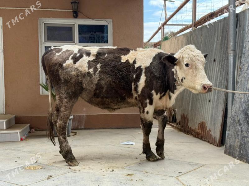 sygyr - Büzmeýin - img 3