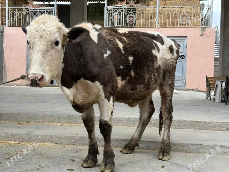 sygyr - Büzmeýin - img 1