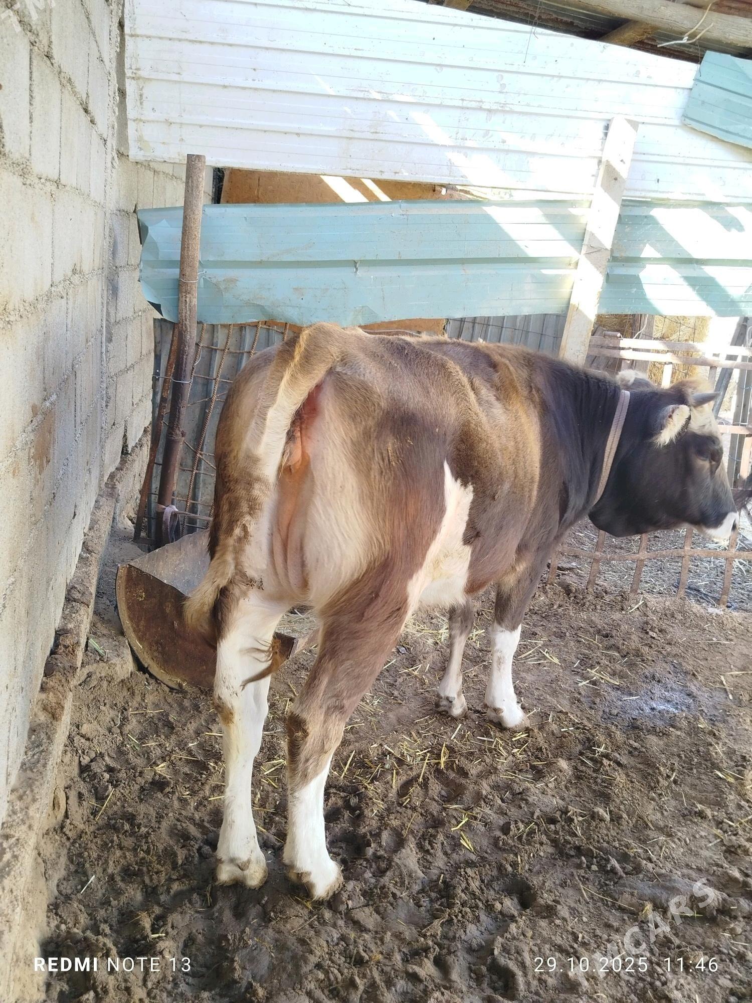 tuwe - Çoganly - img 2