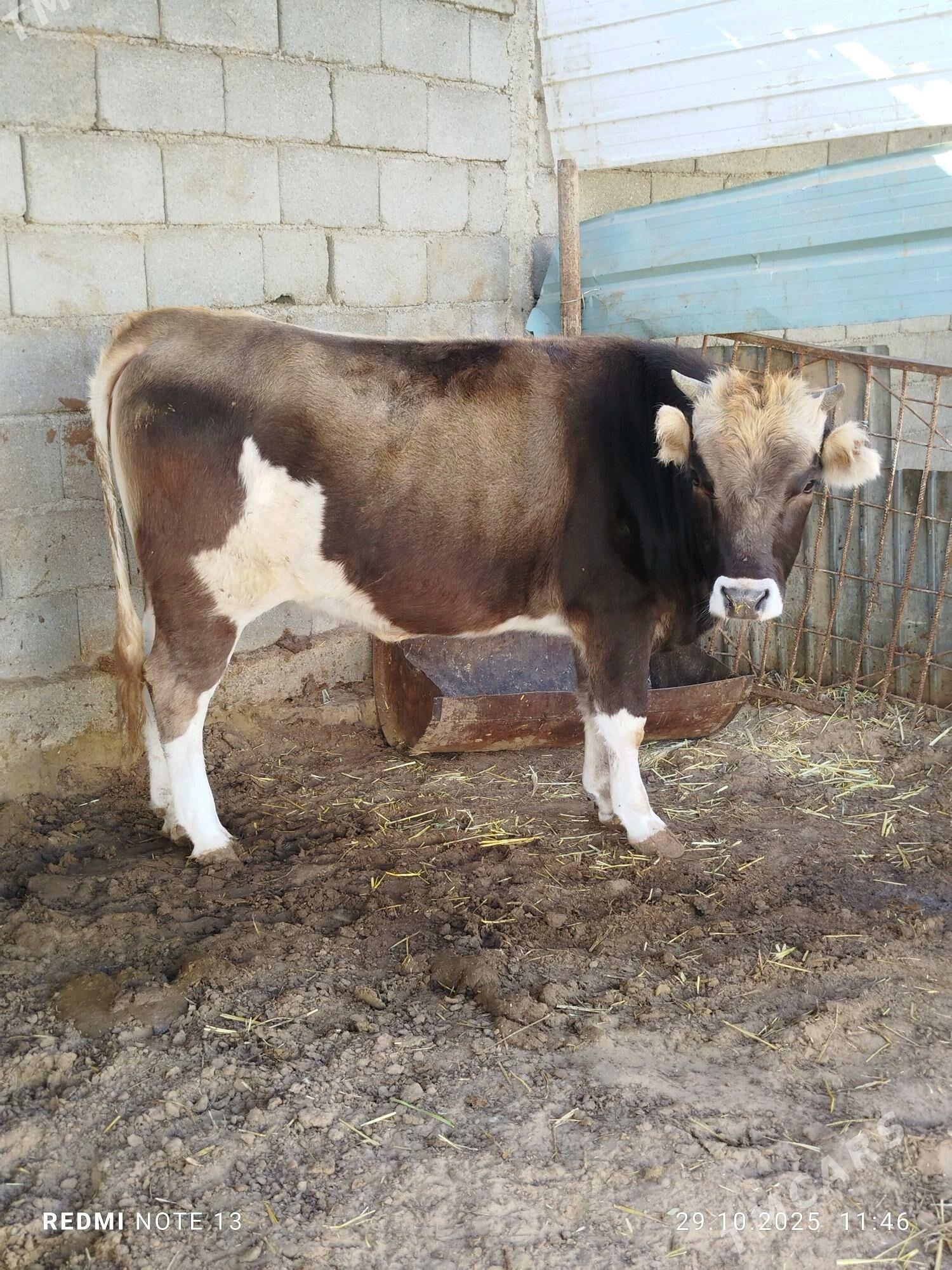 tuwe - Çoganly - img 1