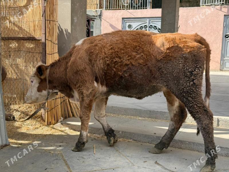 sygyr - Büzmeýin - img 4