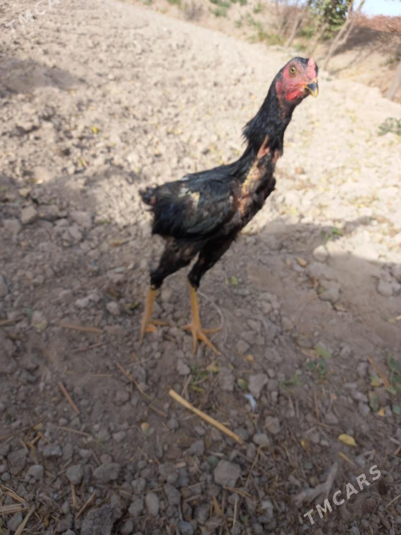 Bayes juja - Сакар - img 4