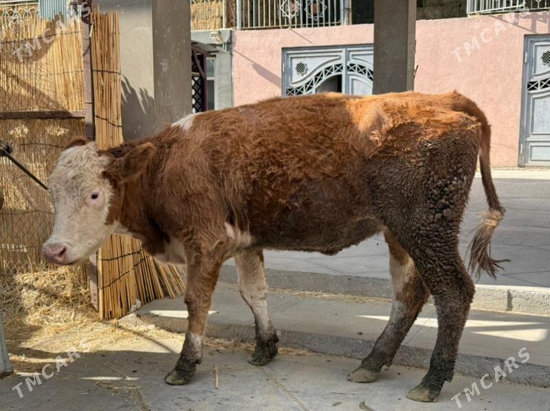 sygyr - Büzmeýin - img 1