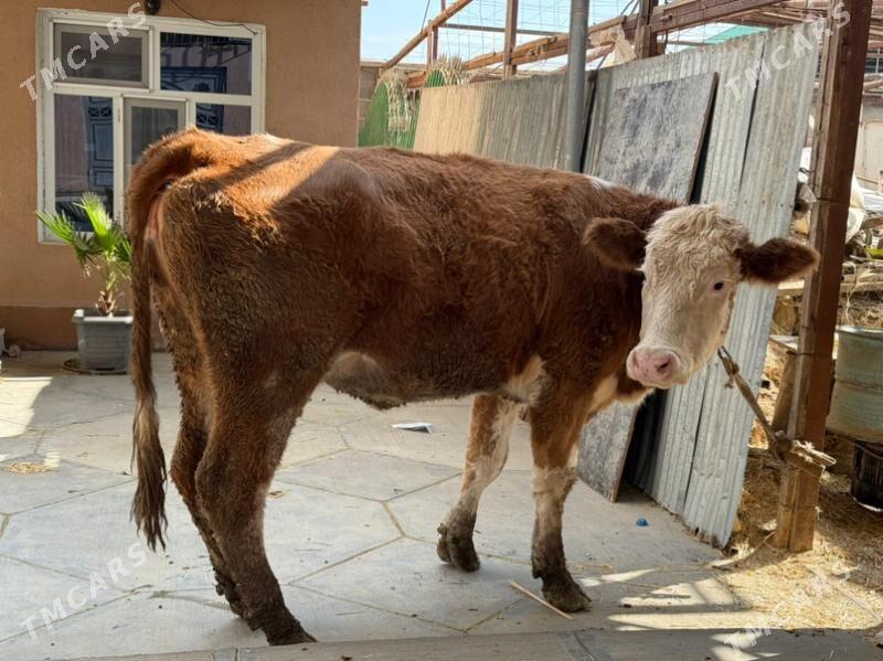 sygyr - Büzmeýin - img 2