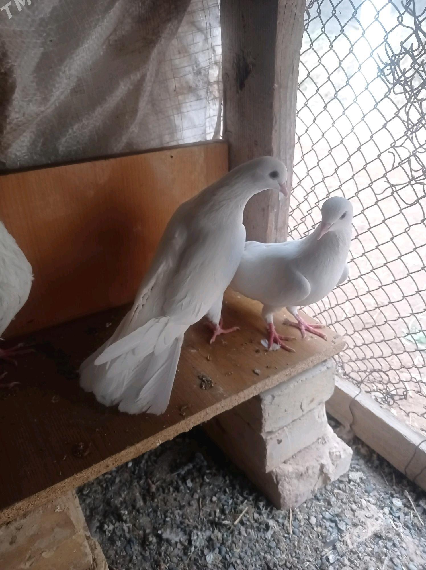 kepderi - Теджен - img 2