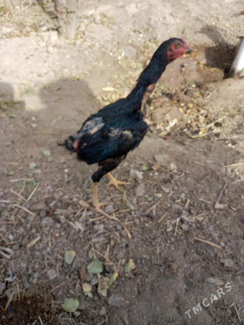 Bayes juja - Сакар - img 3