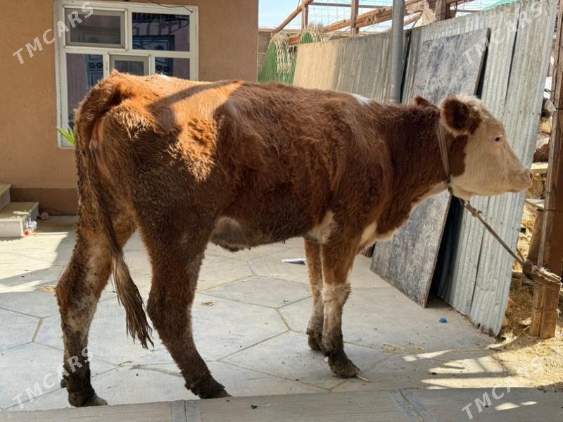 sygyr - Büzmeýin - img 3