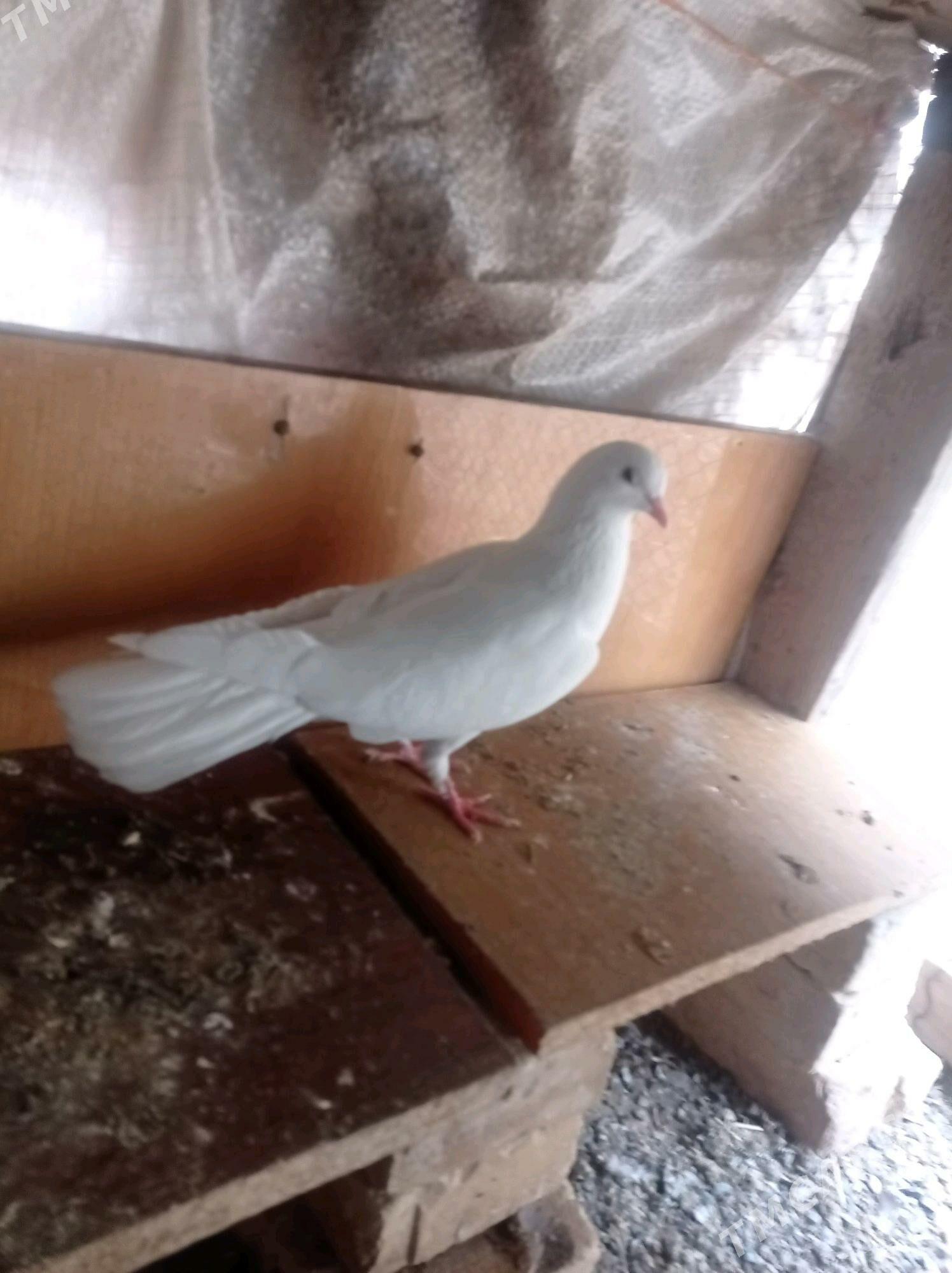 kepderi - Теджен - img 6