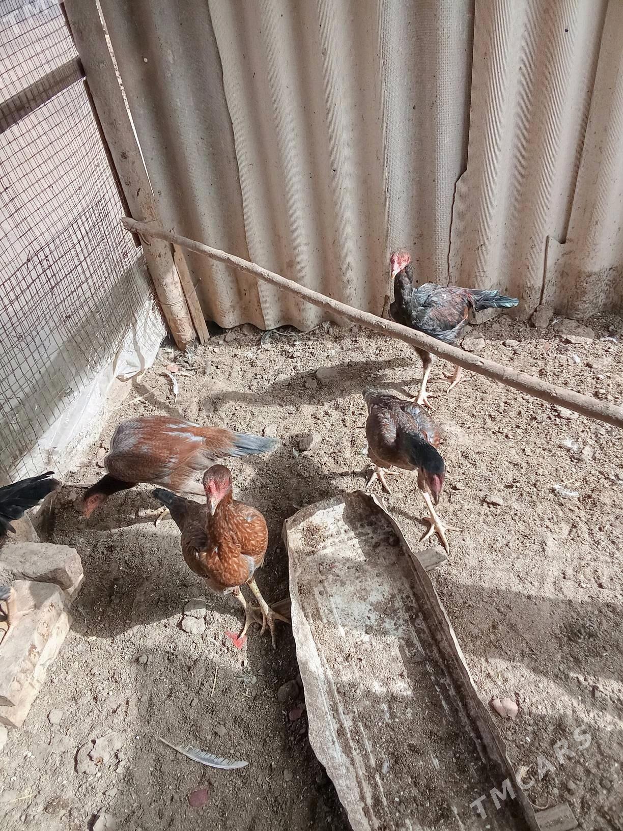 baysow jujeler - Чарджоу - img 4