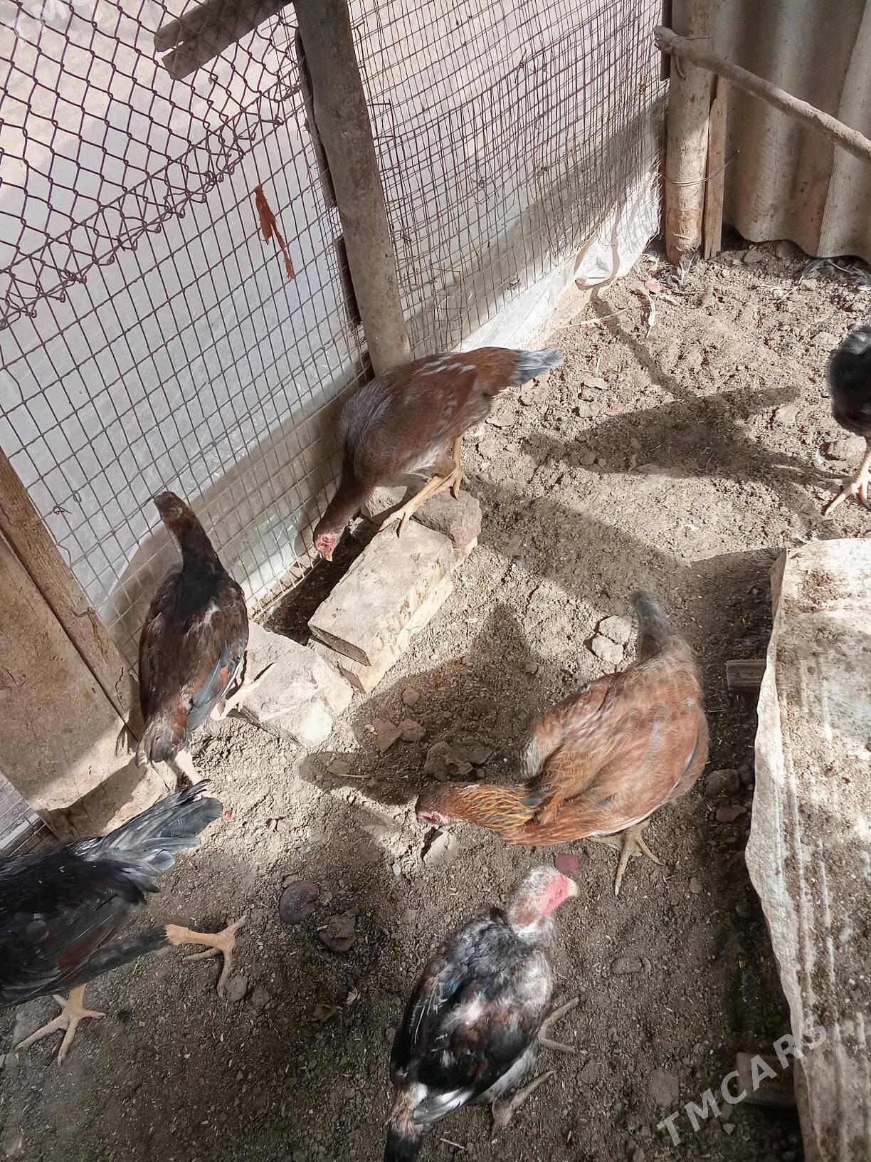 baysow jujeler - Чарджоу - img 3