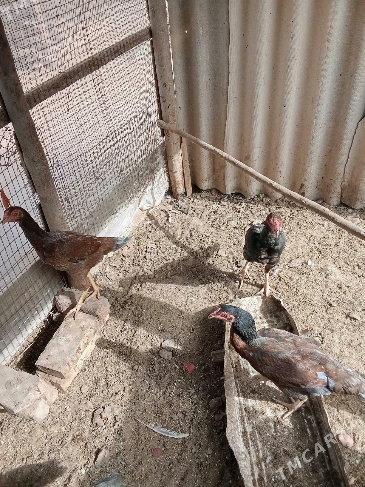 baysow jujeler - Чарджоу - img 2