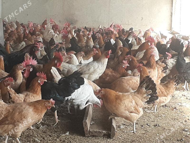 towuk - Халач - img 2