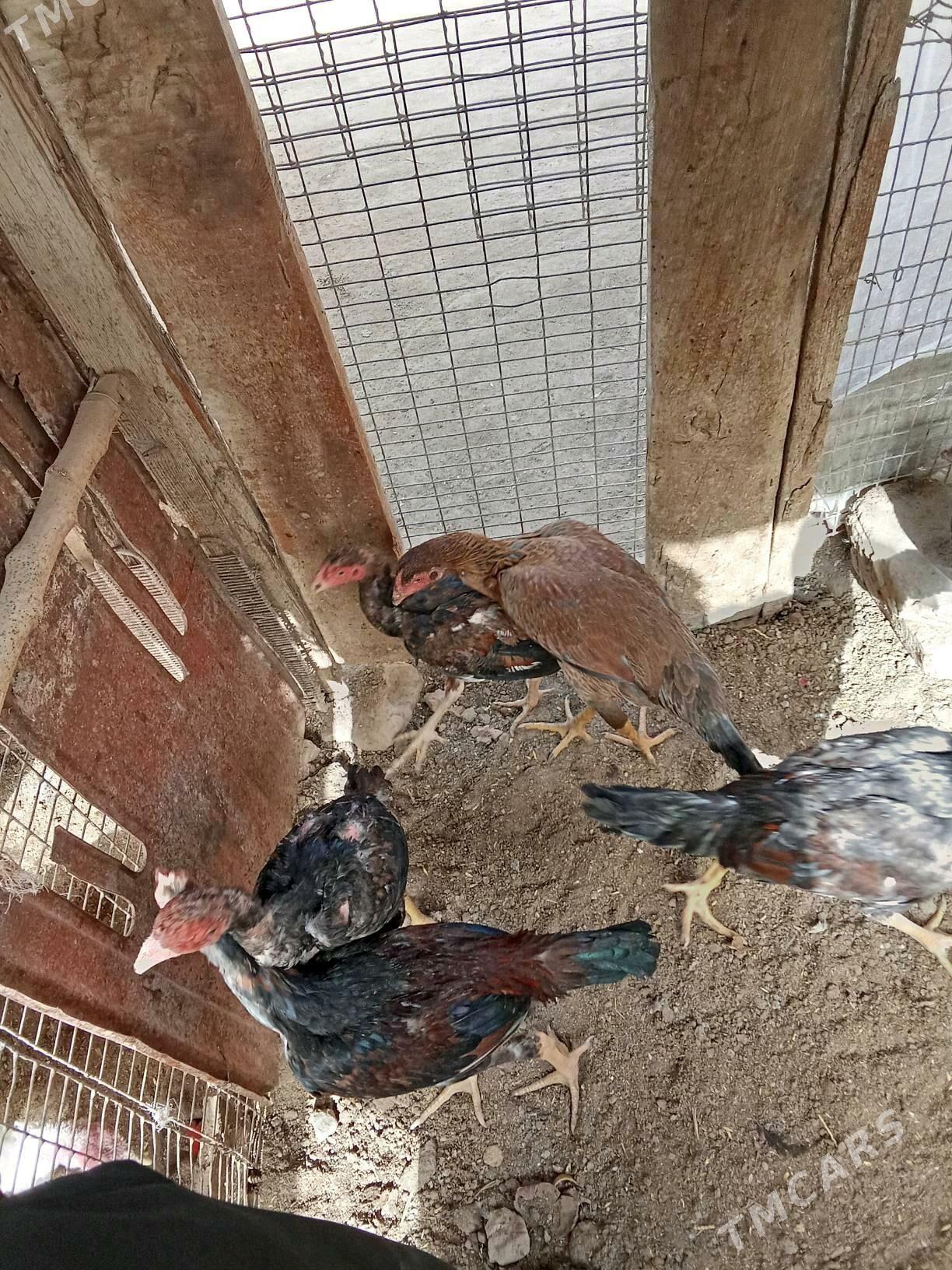 baysow jujeler - Чарджоу - img 1