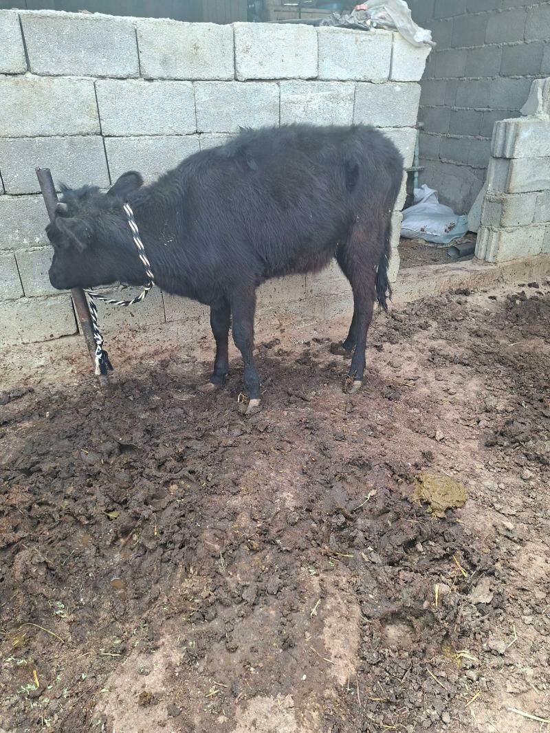 tuwe - Гарадамак Шор - img 3