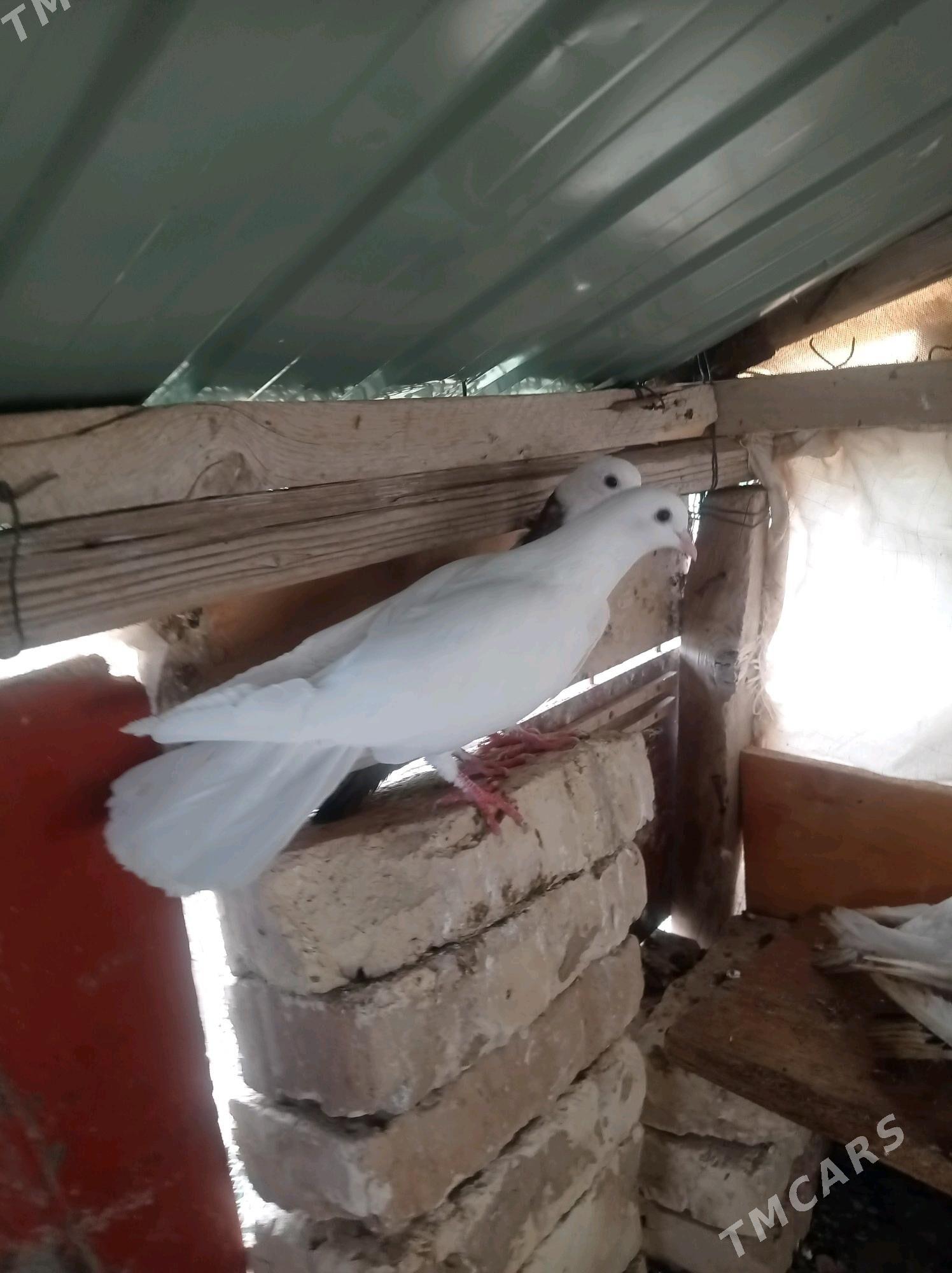 kepderi - Теджен - img 5