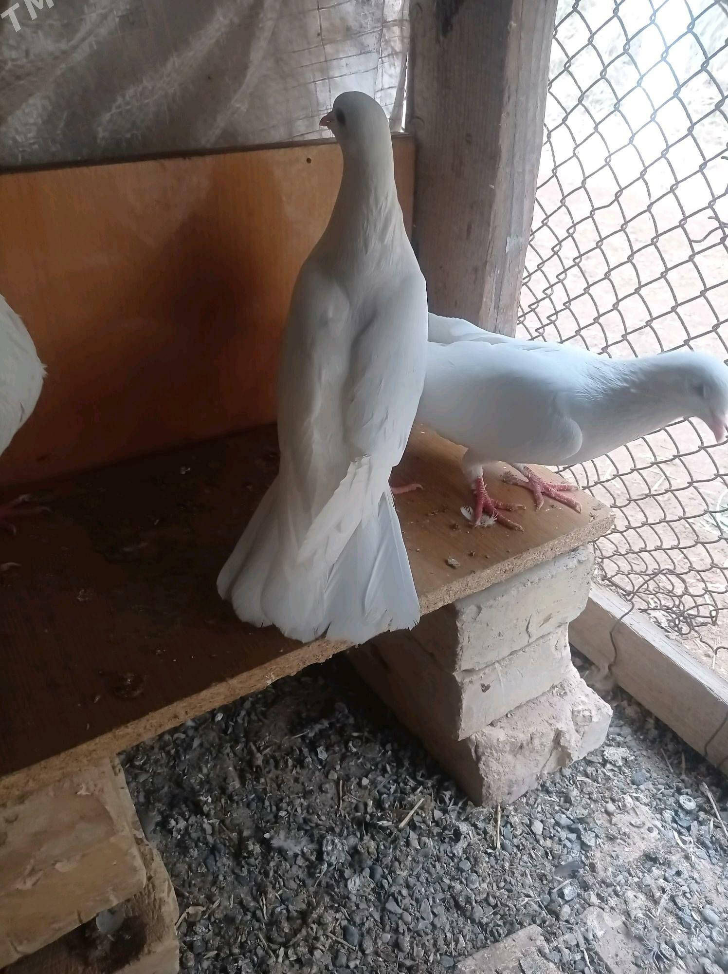 kepderi - Теджен - img 4