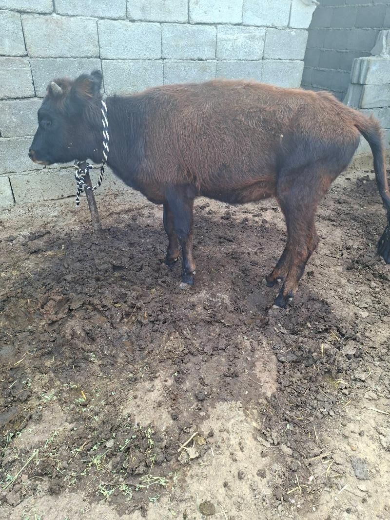 tuwe - Гарадамак Шор - img 7