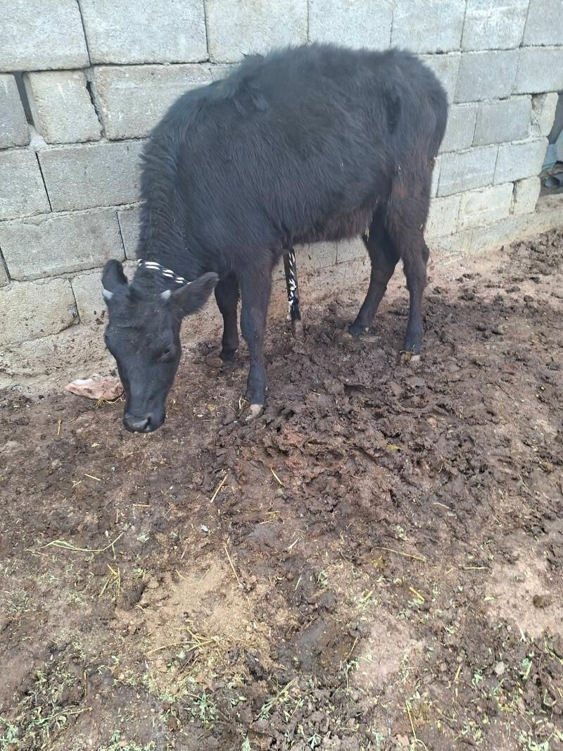 tuwe - Гарадамак Шор - img 4