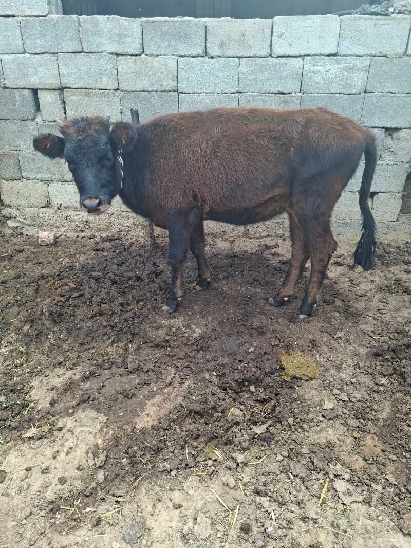 tuwe - Гарадамак Шор - img 6