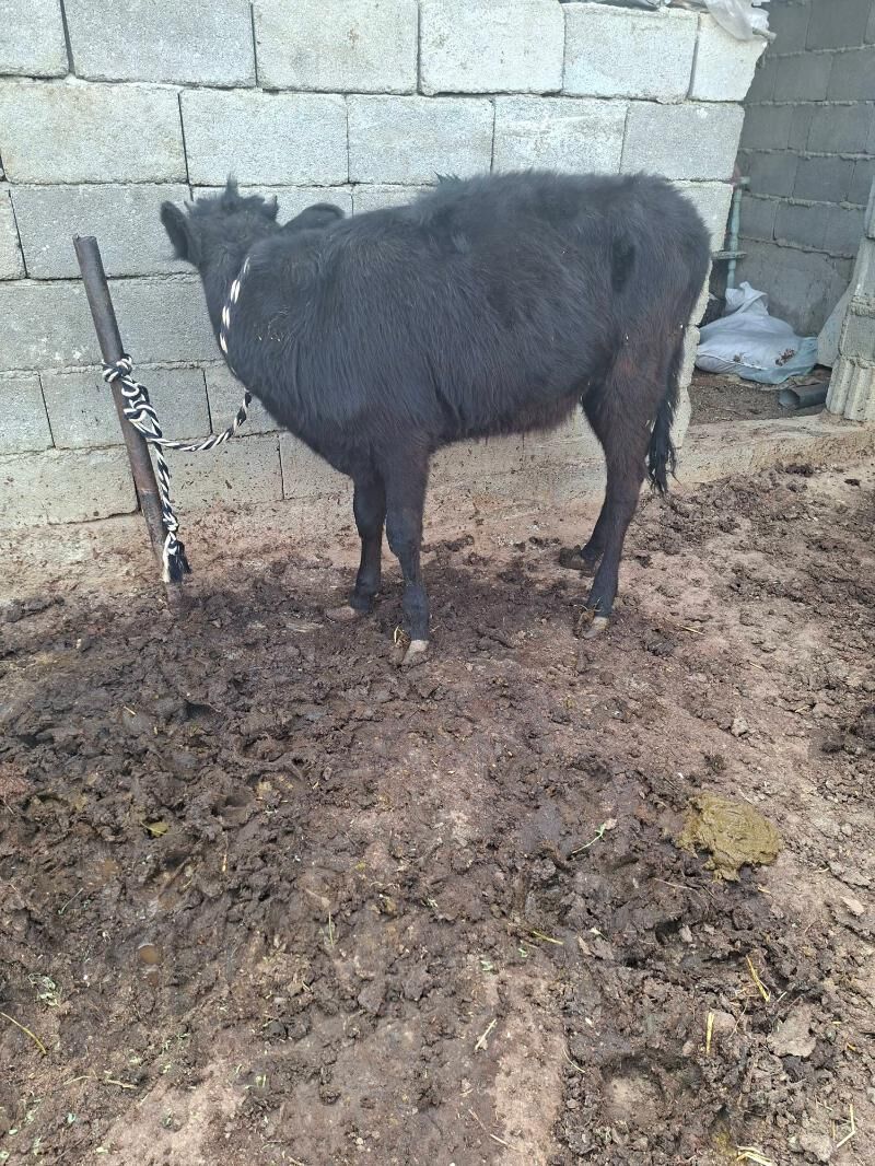 tuwe - Гарадамак Шор - img 2