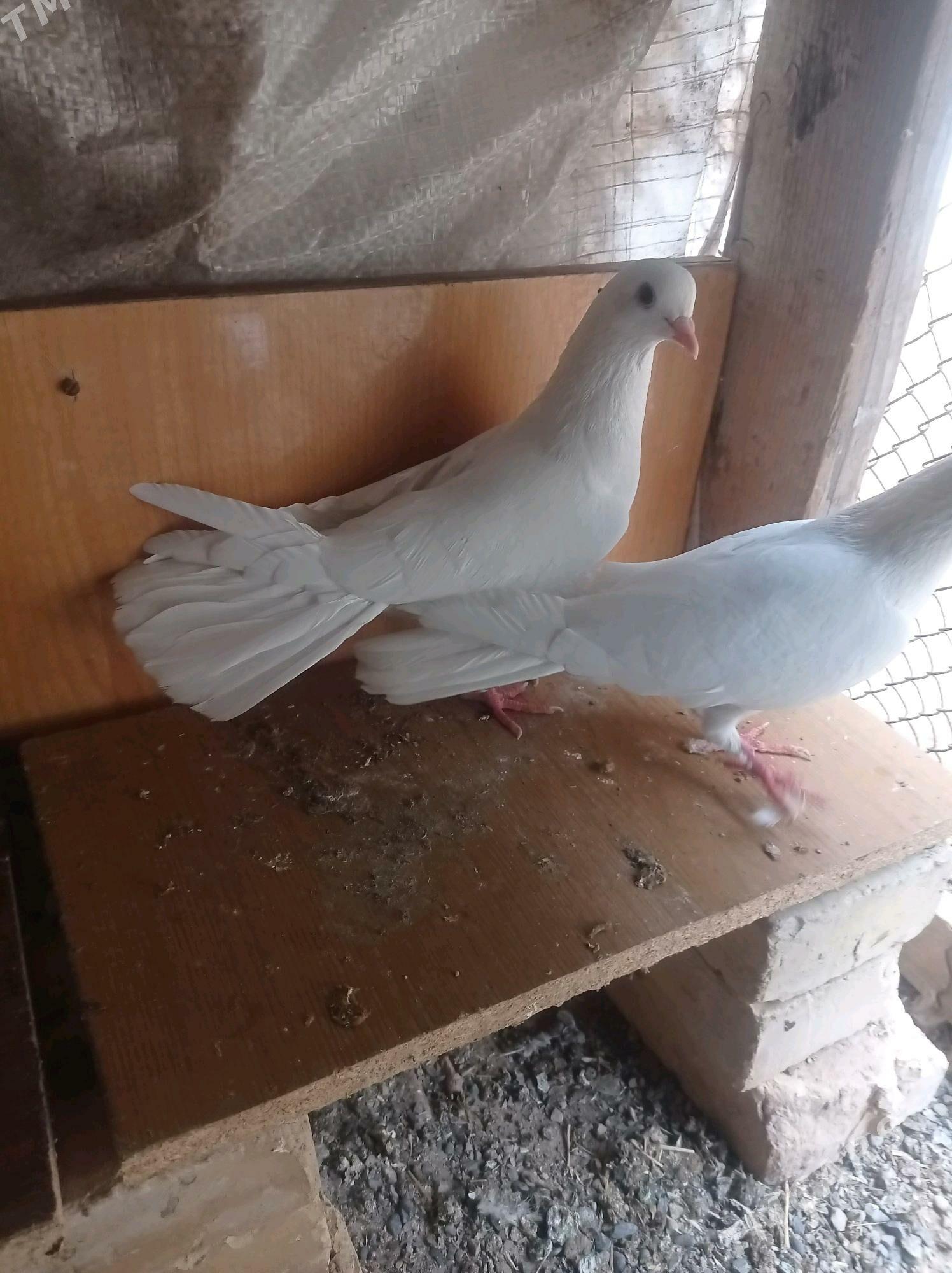 kepderi - Теджен - img 3