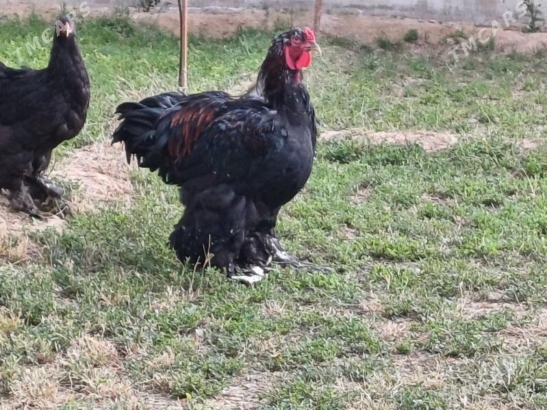 brama horaz - Чоганлы - img 5