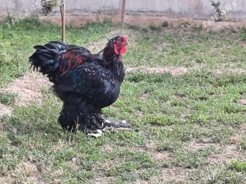 brama horaz - Чоганлы - img 3