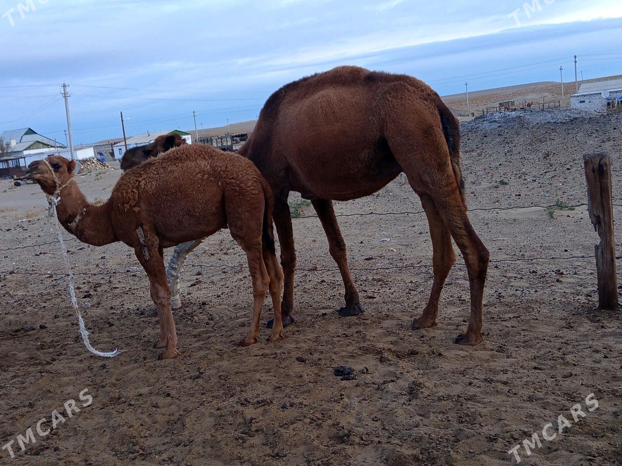 4 Botlan torumly duye - Туркменбаши - img 3