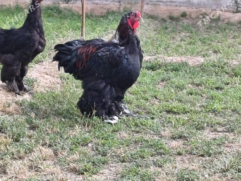 brama horaz - Чоганлы - img 2