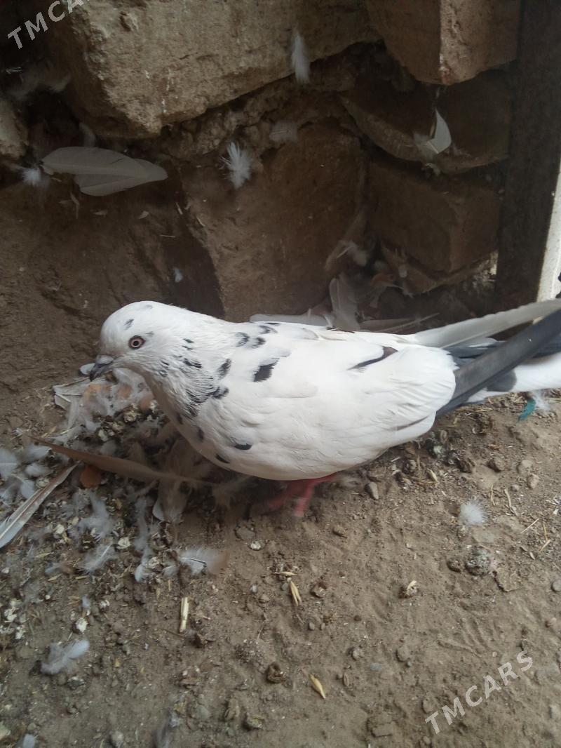 kepderi - Гызыларбат - img 1