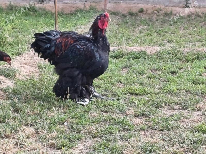 brama horaz - Чоганлы - img 4