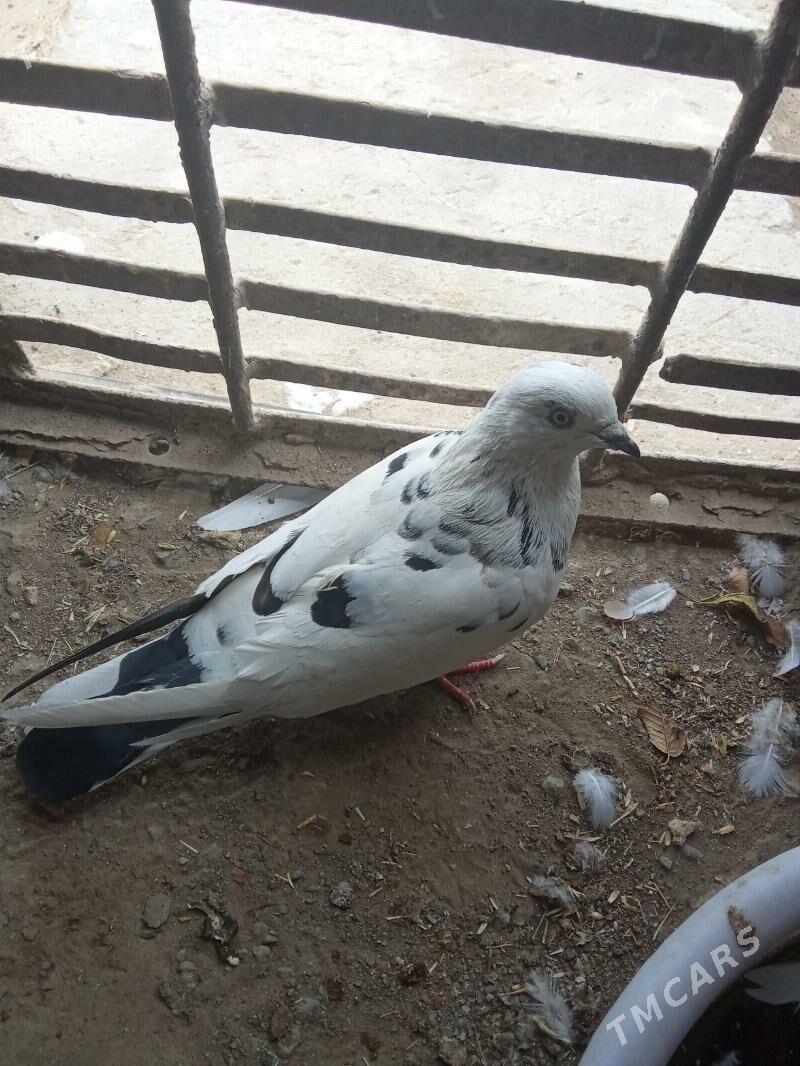 kepderi - Гызыларбат - img 2