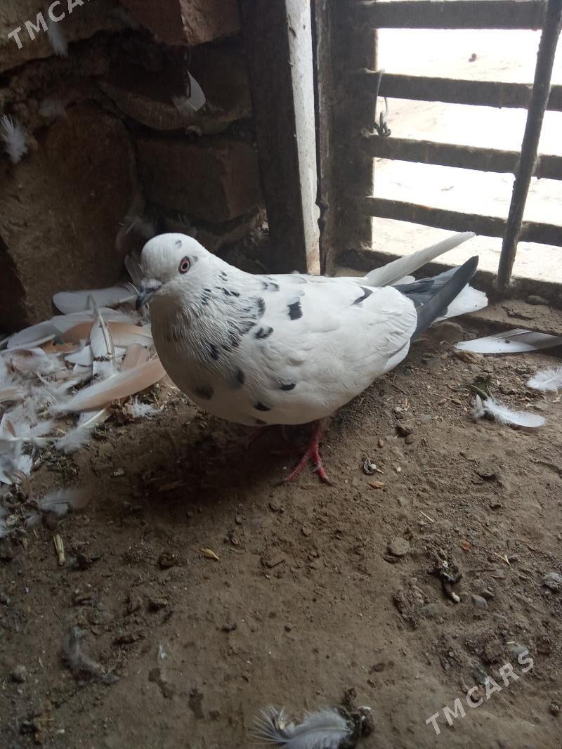 kepderi - Гызыларбат - img 3