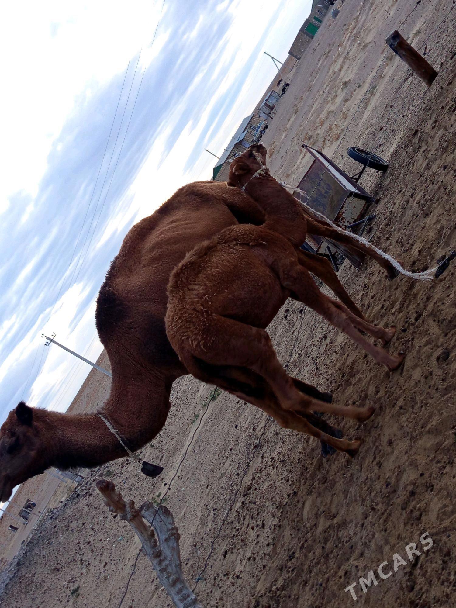 4 Botlan torumly duye - Туркменбаши - img 2