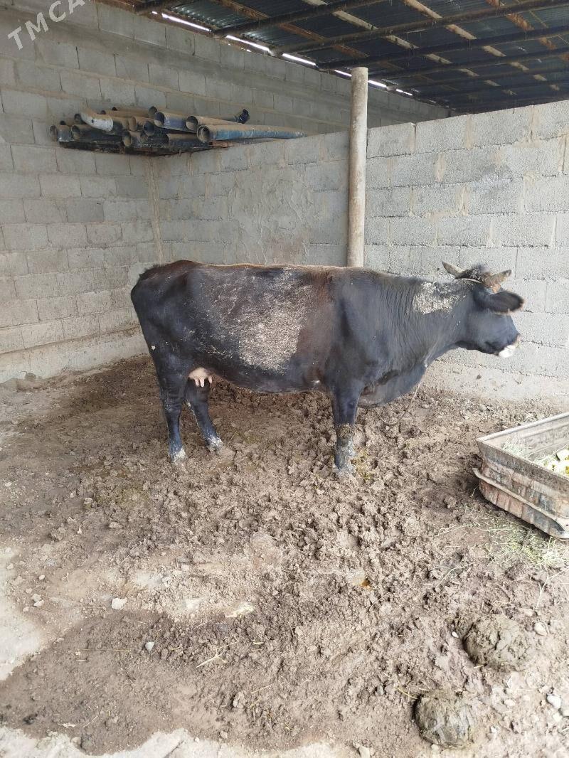 sygyr - Теджен - img 2