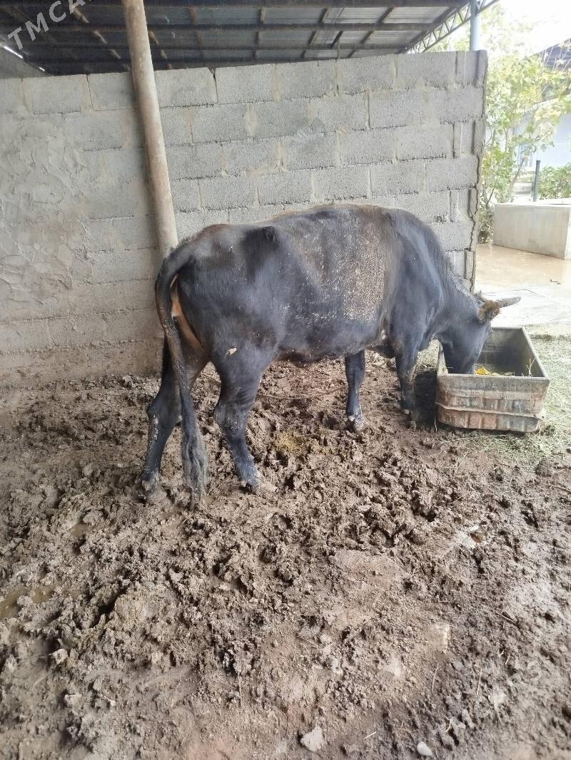 sygyr - Теджен - img 1