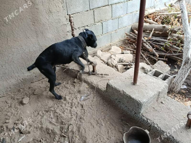 pitbul it - Aşgabat - img 6