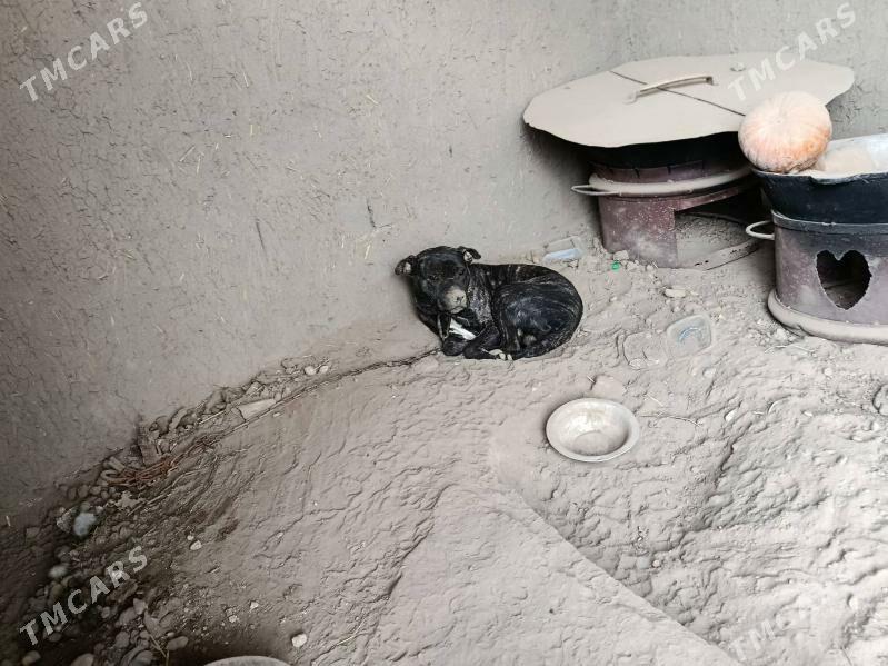 pitbul it - Aşgabat - img 10