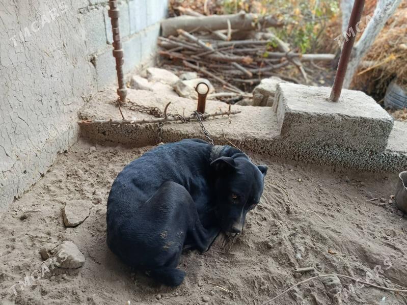 pitbul it - Aşgabat - img 3