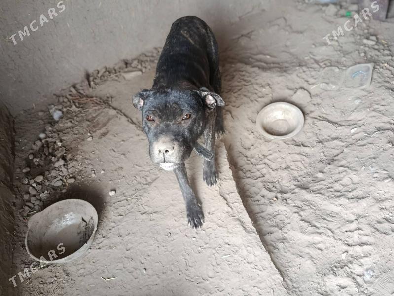 pitbul it - Aşgabat - img 9