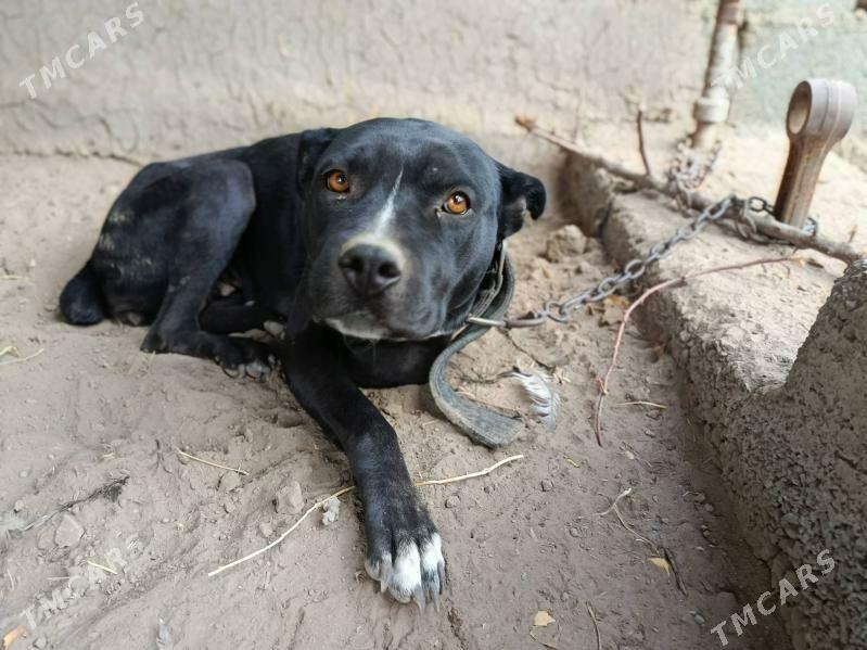 pitbul it - Aşgabat - img 2