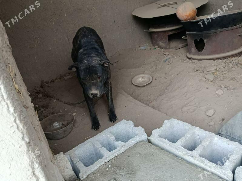 pitbul it - Aşgabat - img 1