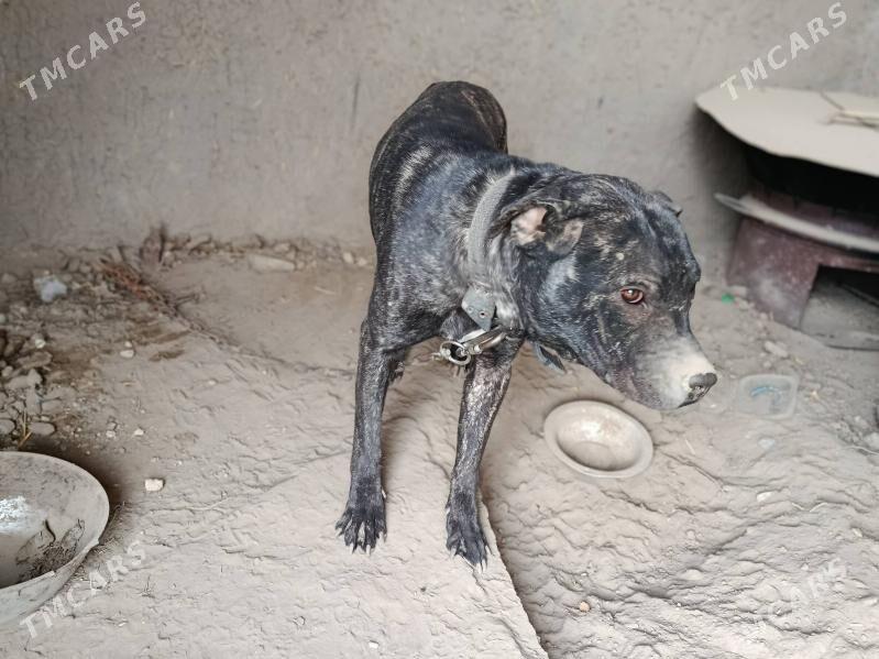 pitbul it - Aşgabat - img 7