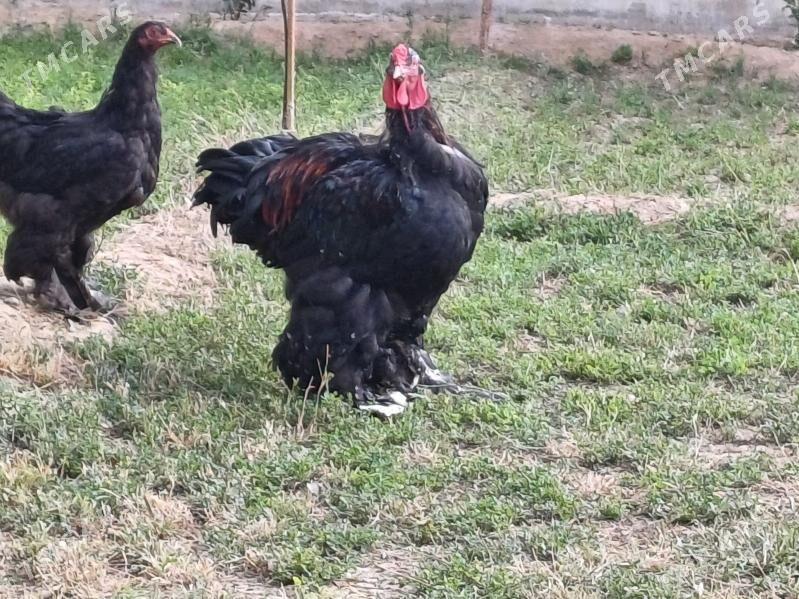 brama horaz - Чоганлы - img 6