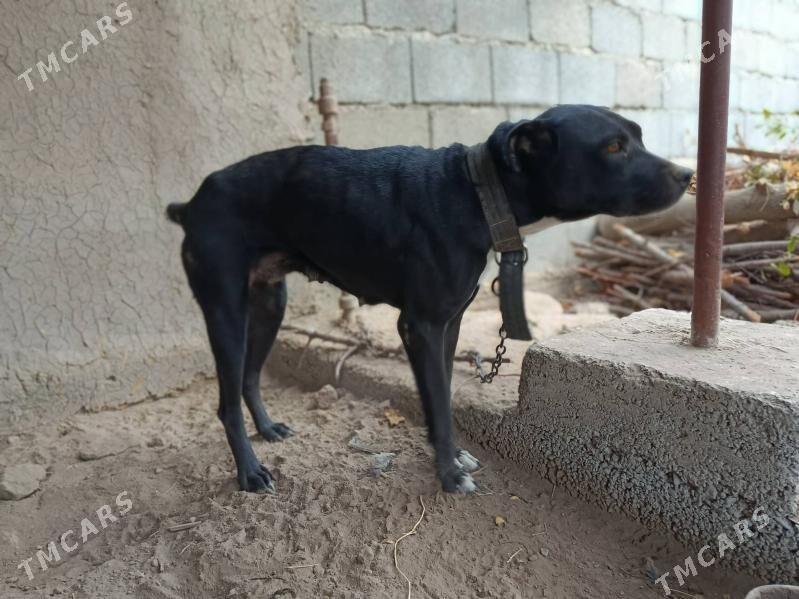 pitbul it - Aşgabat - img 5