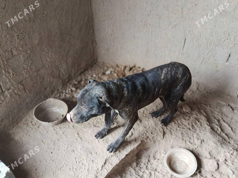 pitbul it - Aşgabat - img 8