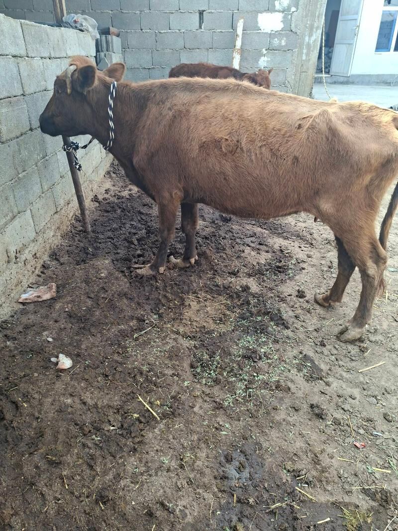 gysyr syglar - Гарадамак Шор - img 4