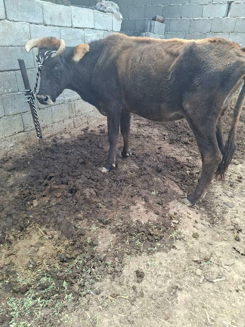 gysyr syglar - Гарадамак Шор - img 5