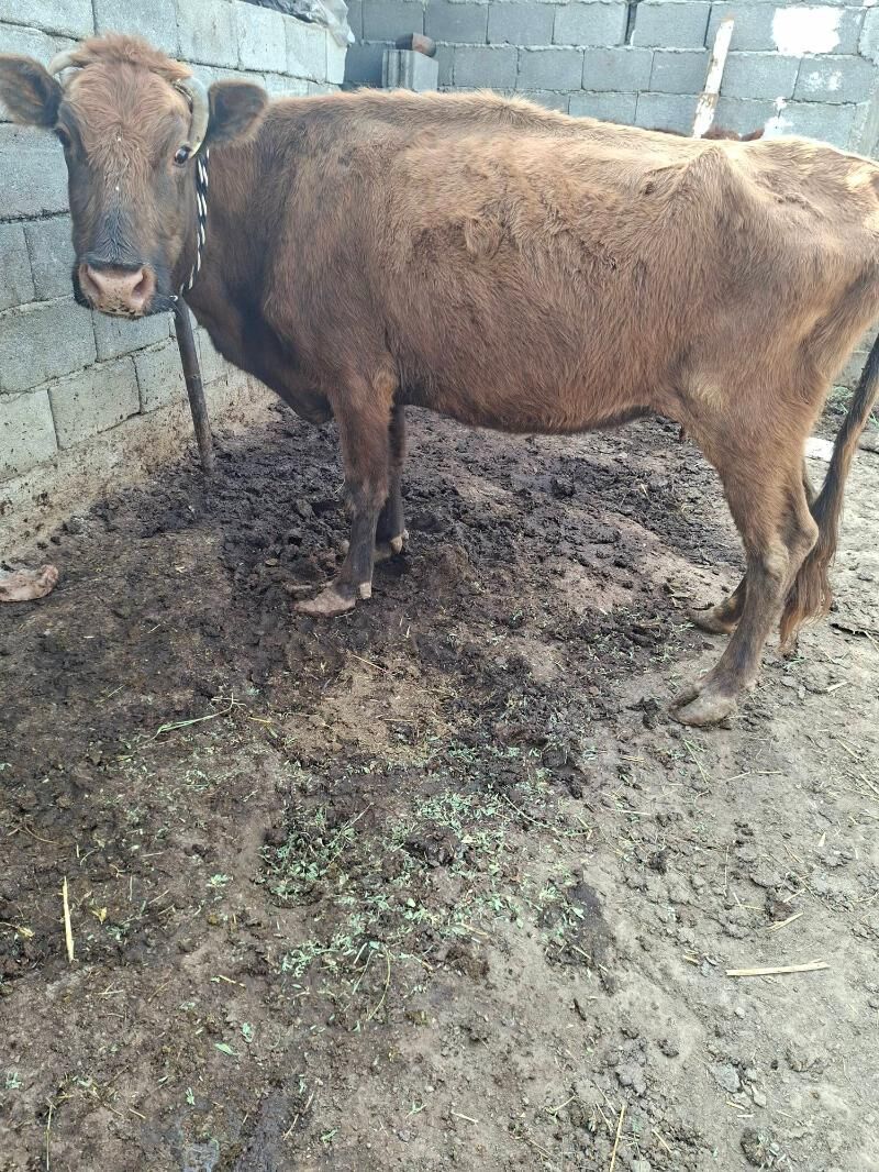 gysyr syglar - Гарадамак Шор - img 3